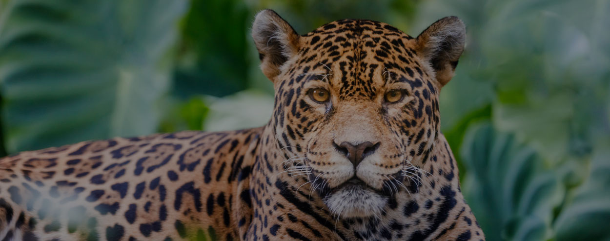 Understanding Exotic Animal Injuries and Your Rights